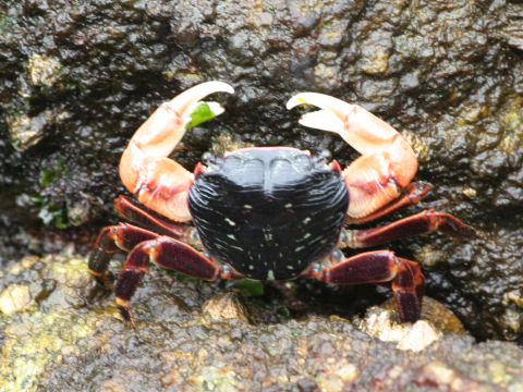 Pachygrapsus crassipes