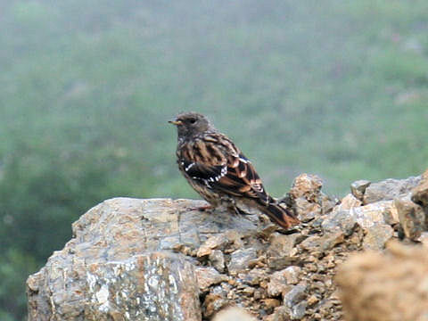 Prunella collaris