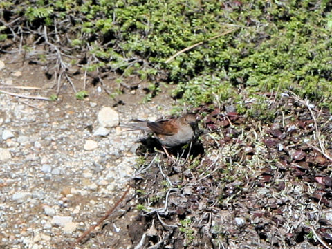 Prunella collaris