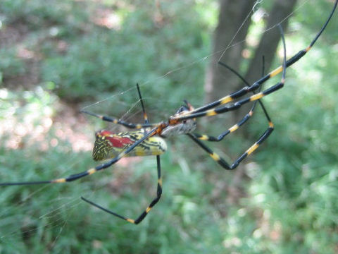 Nephila clavata