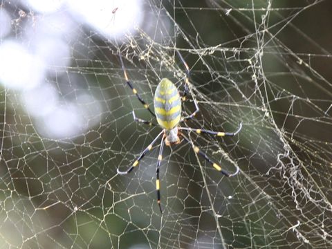 Nephila clavata