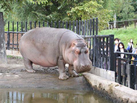 Hippopotamus amphibius