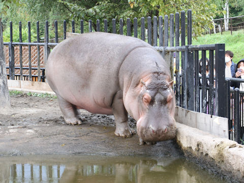 Hippopotamus amphibius