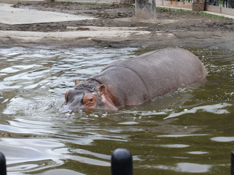 Hippopotamus amphibius