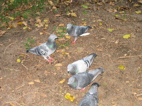 Columba livia