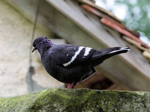 Columba livia