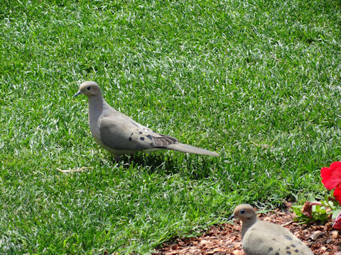 Columba livia