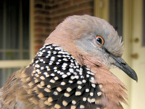 Streptopelia chinensis