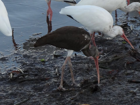 Pelecanus occidentalis