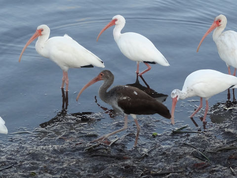 Pelecanus occidentalis