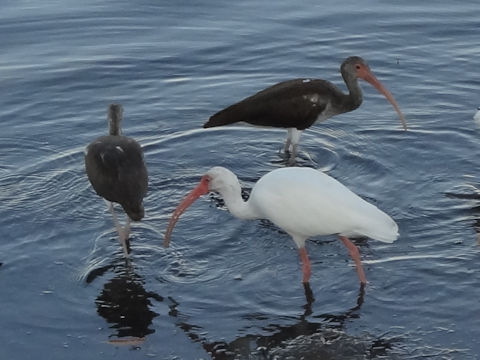 Pelecanus occidentalis