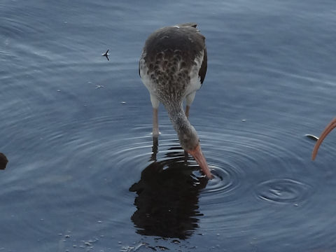 Pelecanus occidentalis