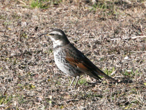 Emberiza rustica