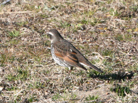 Emberiza rustica