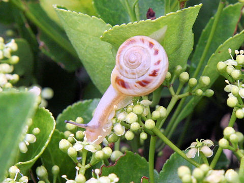 Land snail