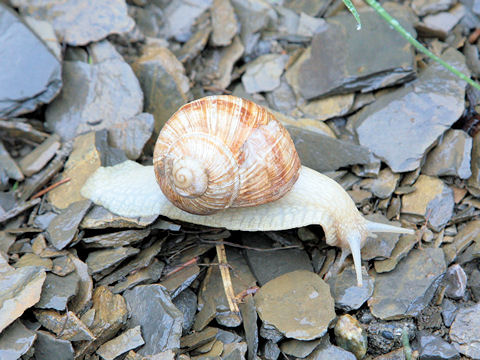 Land snail