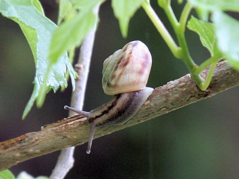 Land snail