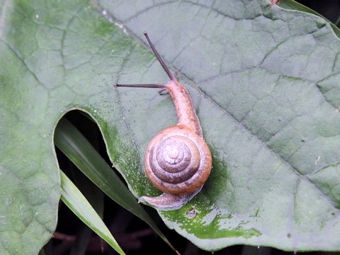 Land snail