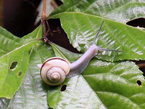 Land snail