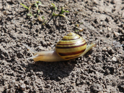 Land snail