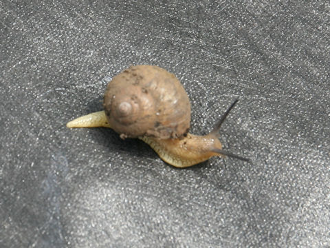 Land snail