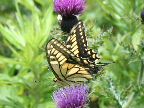 Papilio machaon hippocrates