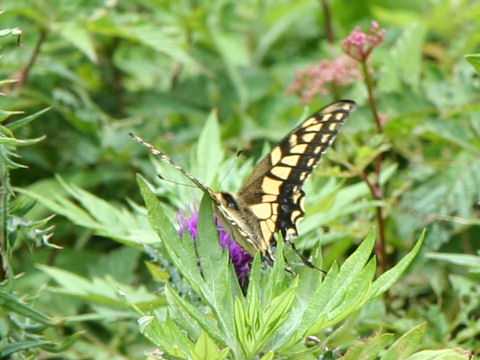 Papilio machaon hippocrates