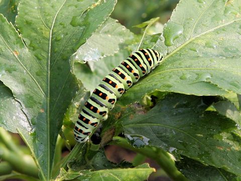 Papilio machaon hippocrates