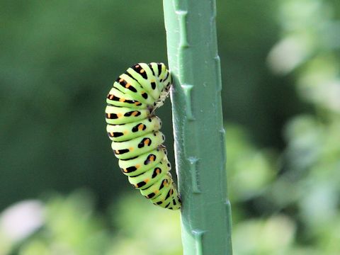 Papilio machaon hippocrates