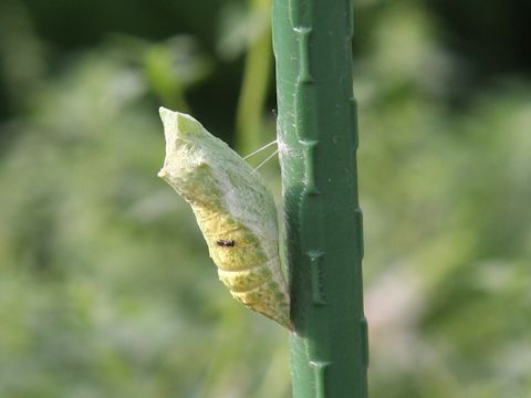 Papilio machaon hippocrates