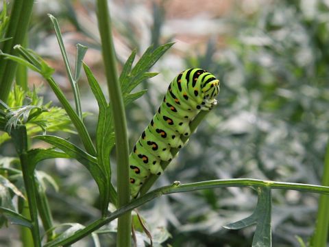 Papilio machaon hippocrates