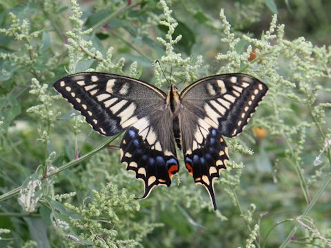 Papilio machaon hippocrates