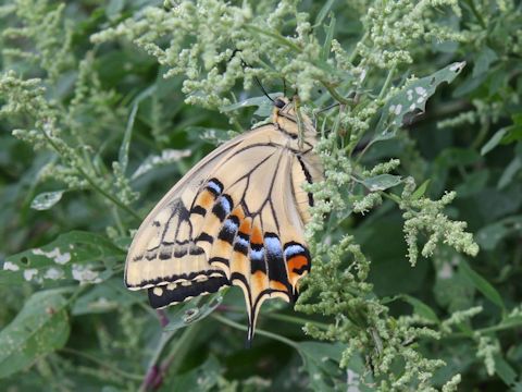 Papilio machaon hippocrates