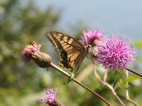 Papilio machaon hippocrates