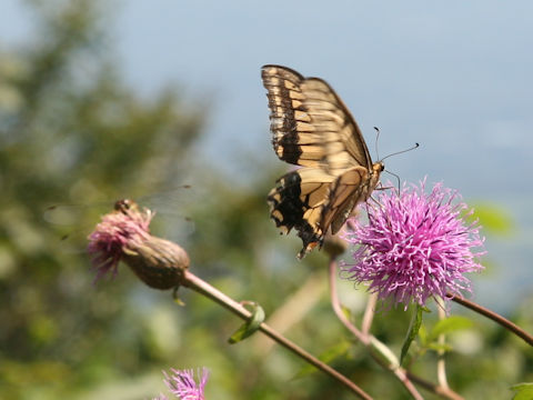 Papilio machaon hippocrates