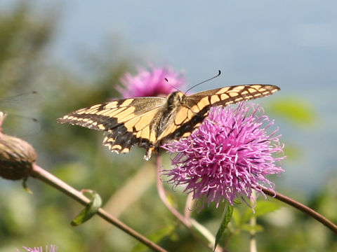 Papilio machaon hippocrates