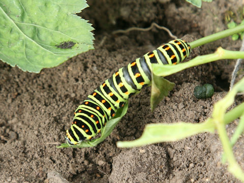 Papilio machaon hippocrates