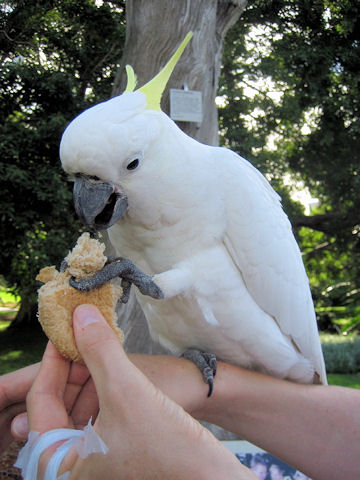 Cacatua galerita