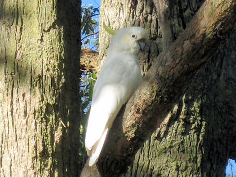 Cacatua galerita