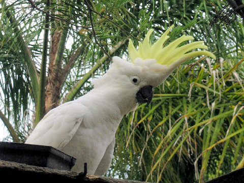 Cacatua galerita