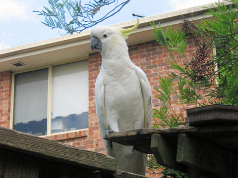 Cacatua galerita