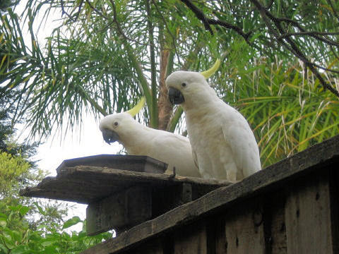 Cacatua galerita