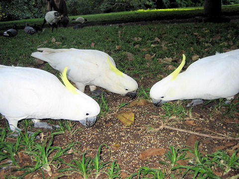 Cacatua galerita