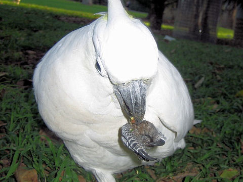 Cacatua galerita