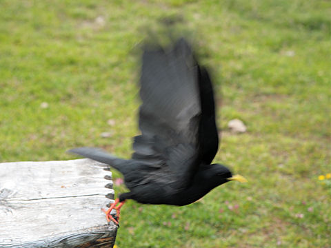 Pyrrhocorax graculus