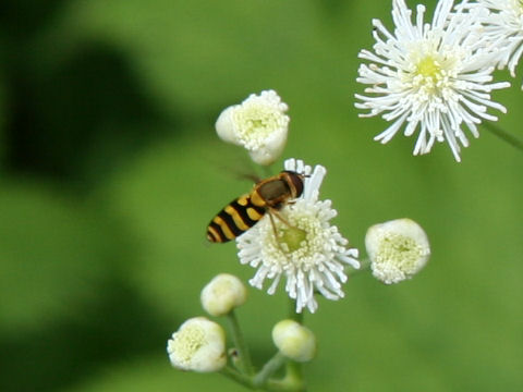 Syrphus vitripennis