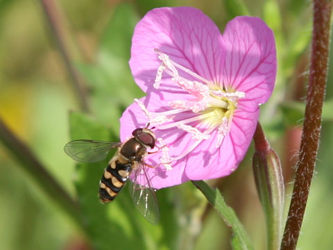 Syrphus vitripennis