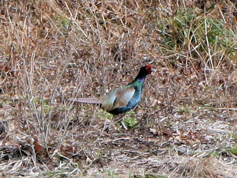 Phasianus versicolor