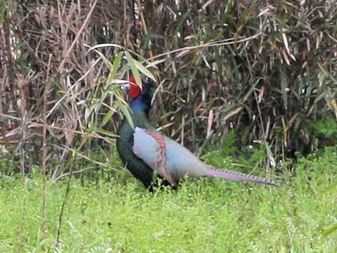 Phasianus versicolor