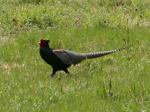 Phasianus versicolor